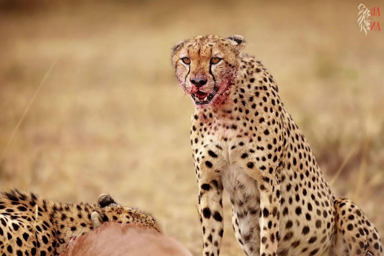 Cheetah beside its kill