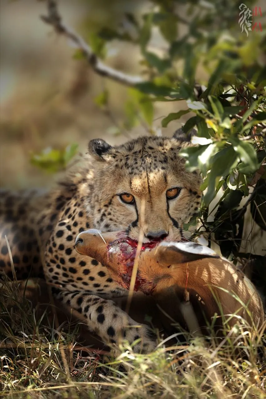 Cheetah feeding in shade