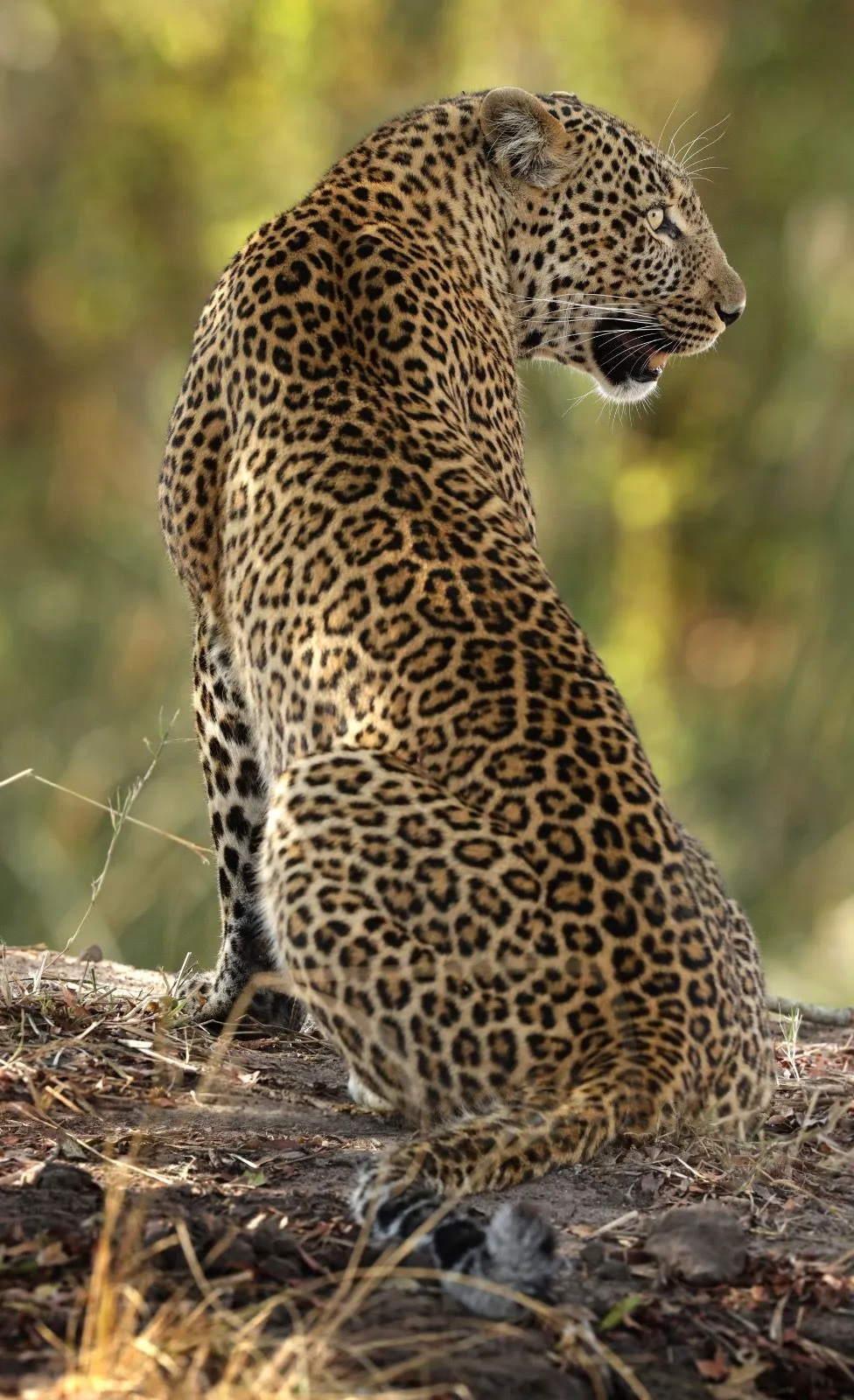 Leopard on a dirt mound