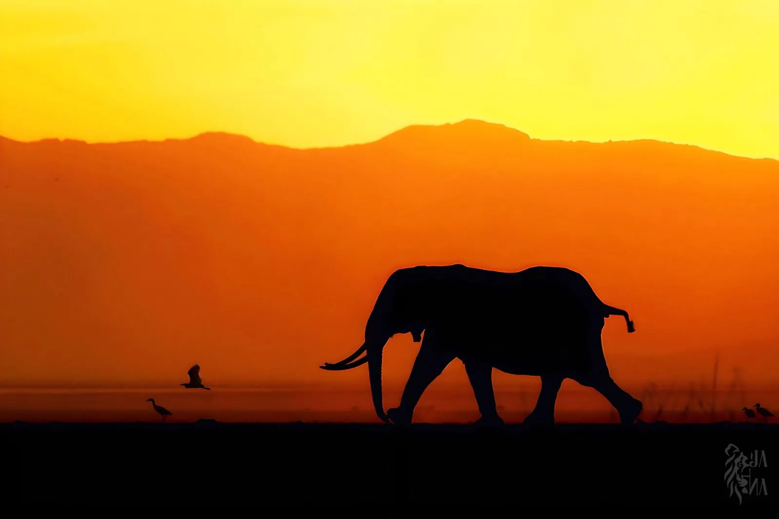 Elephant silhouette at sunrise