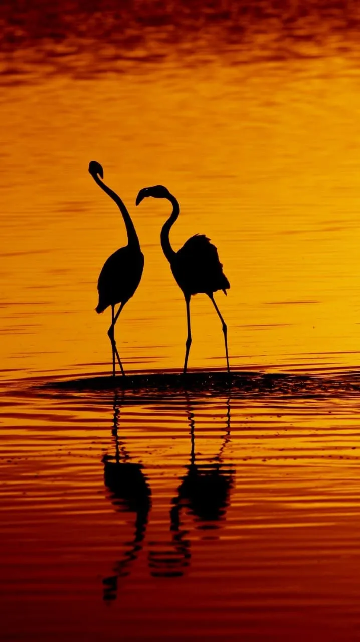 Flamingos at sunset