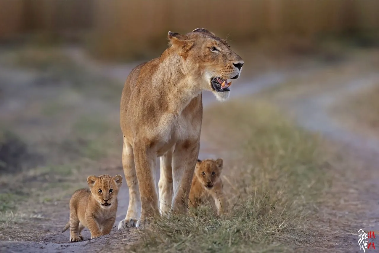 Lioness with cubs on a path