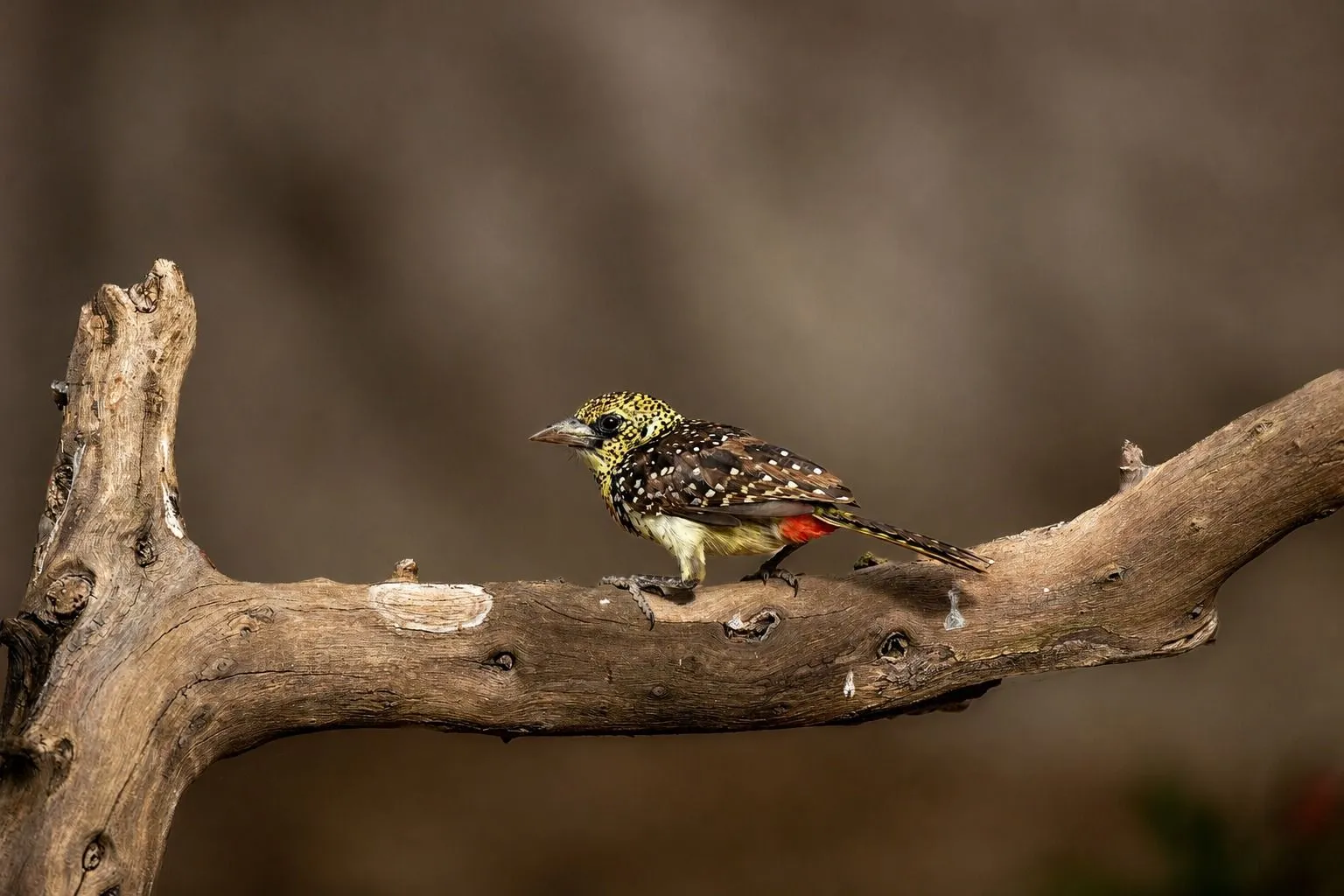 Yellow-spotted barbet