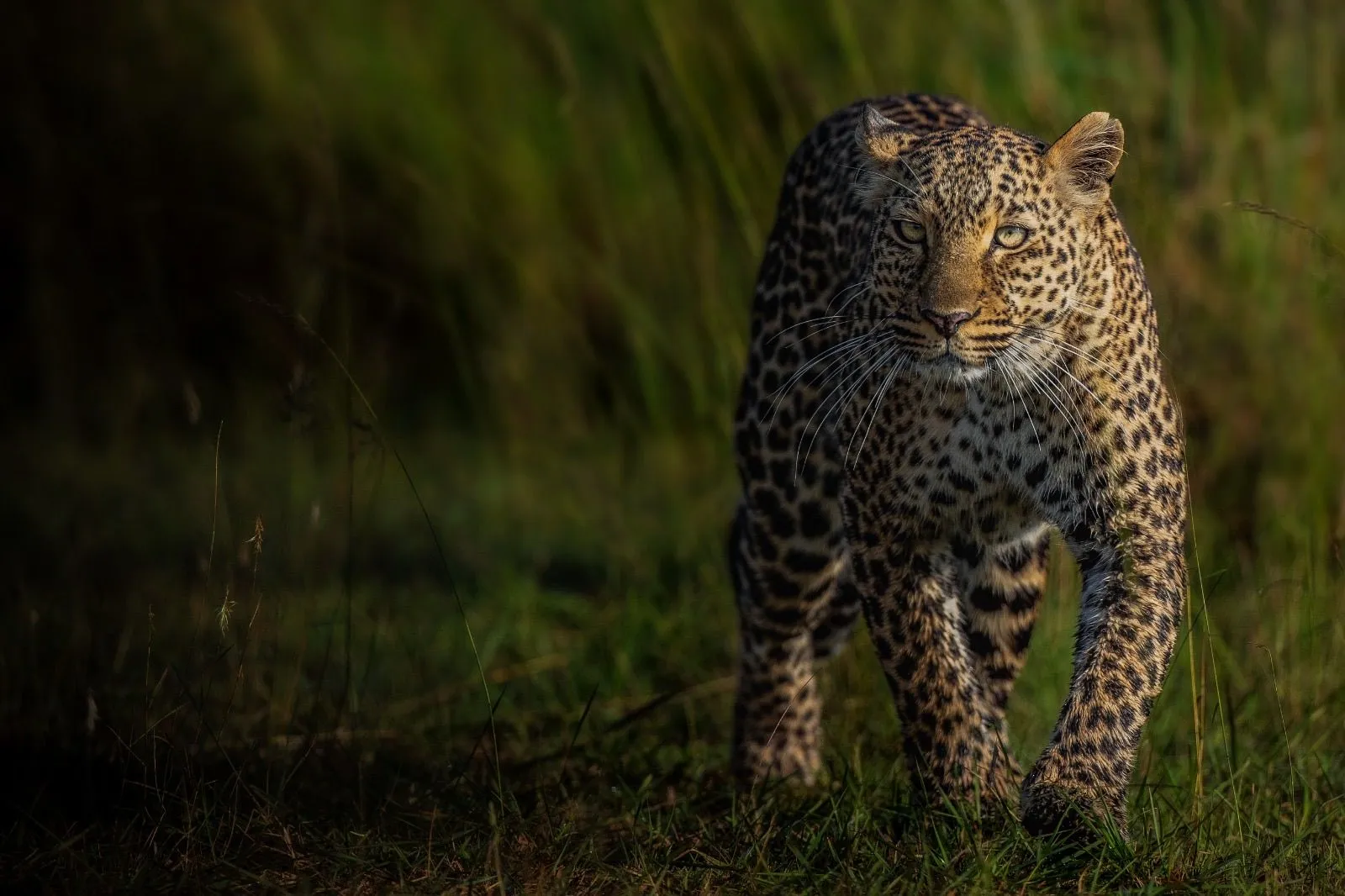 Leopard in tall grass