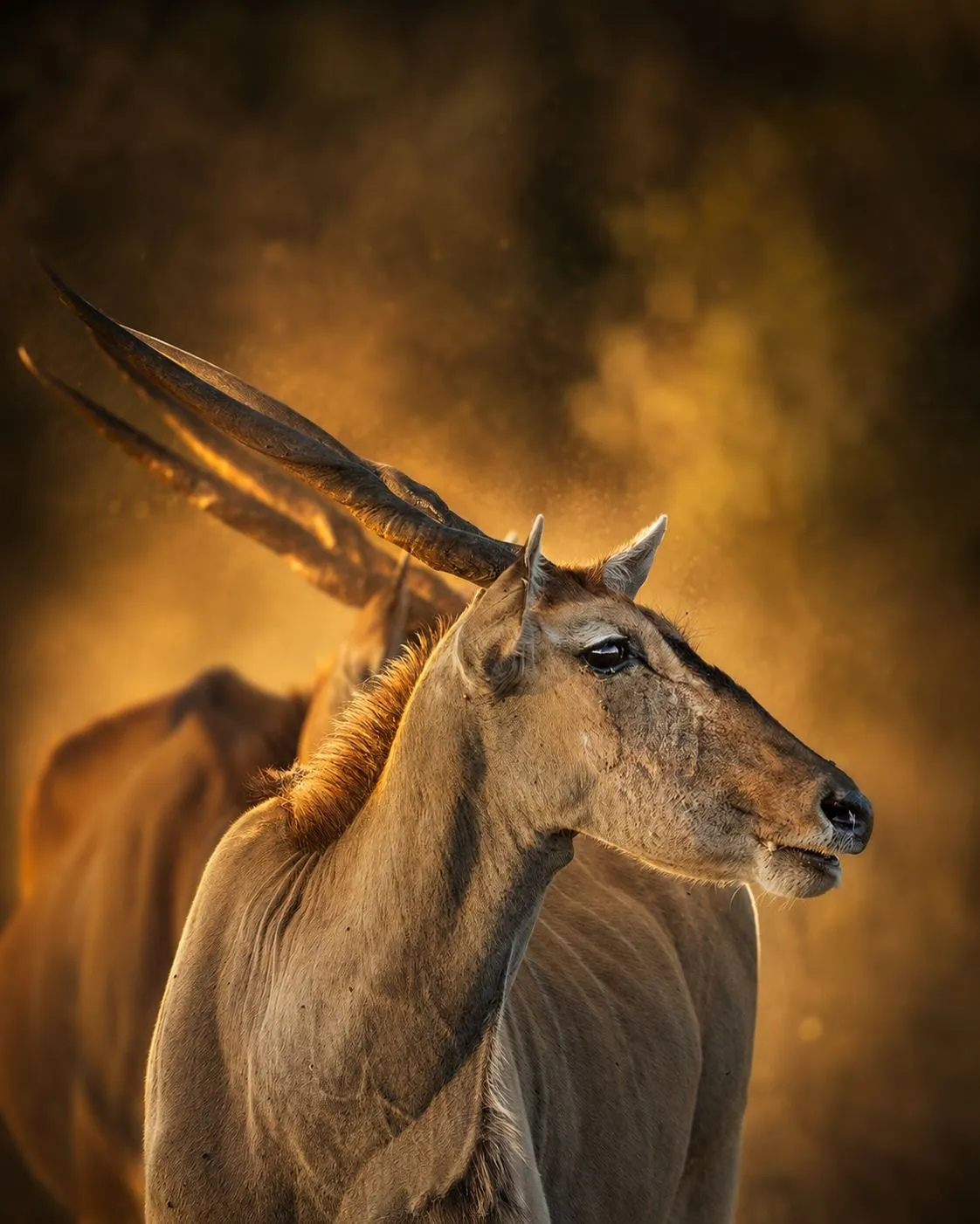 Eland at golden hour