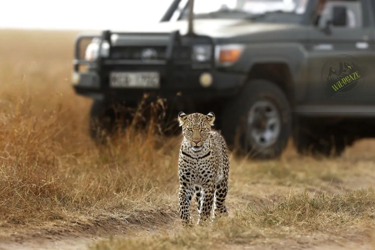 Leopard approaching a vehicle