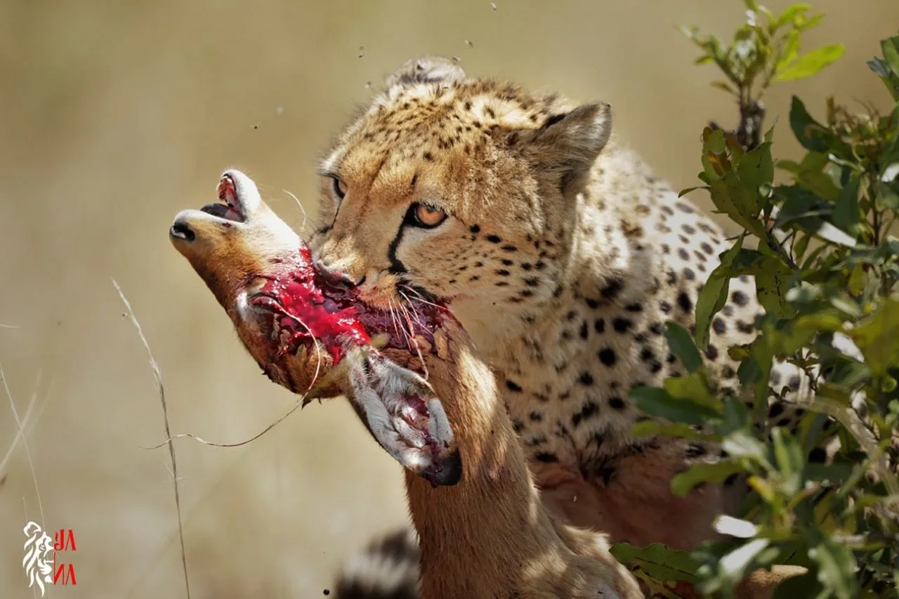 Cheetah feeding on a carcass