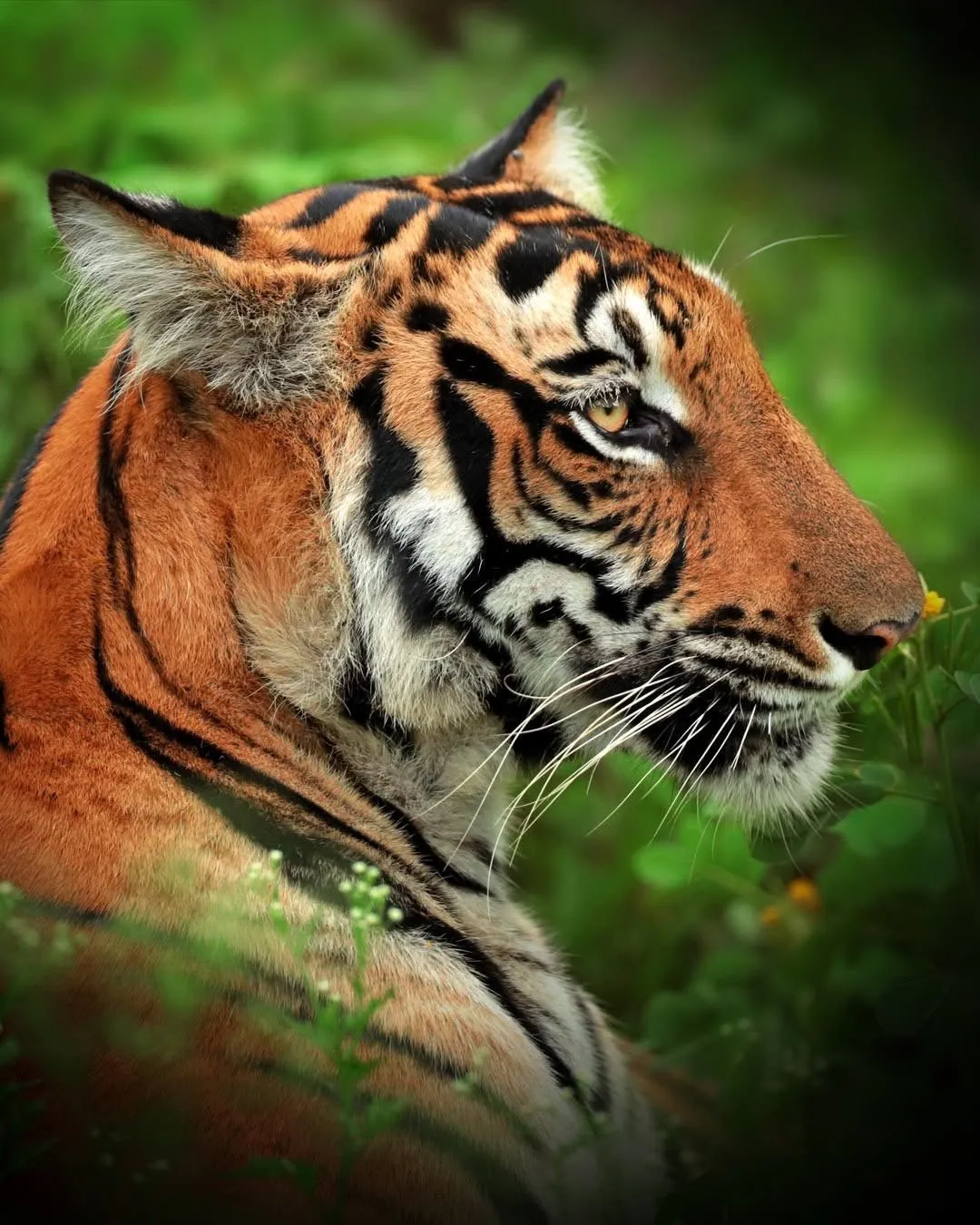 Tiger in profile