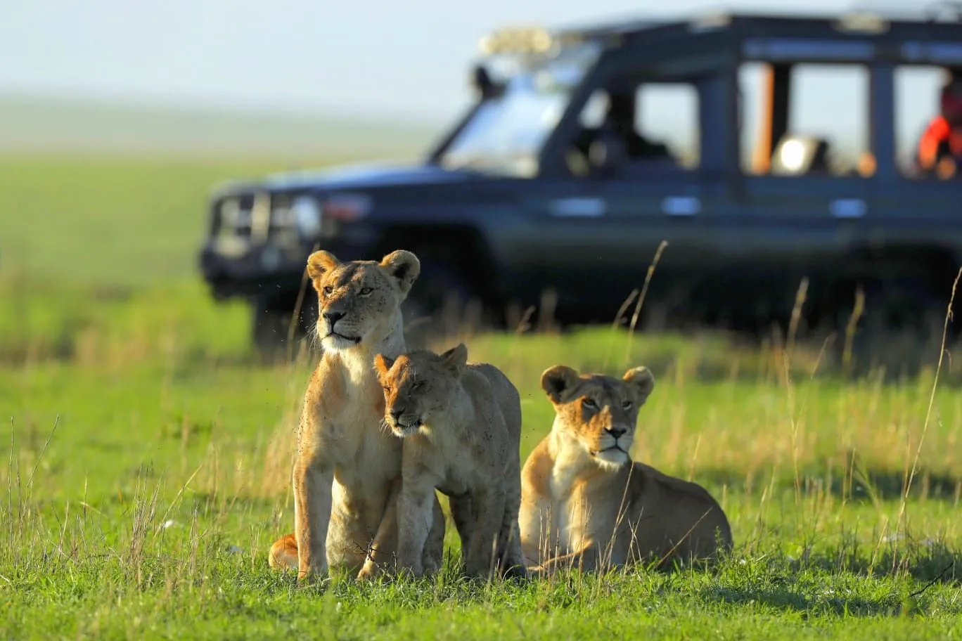 Lioness with two cubs