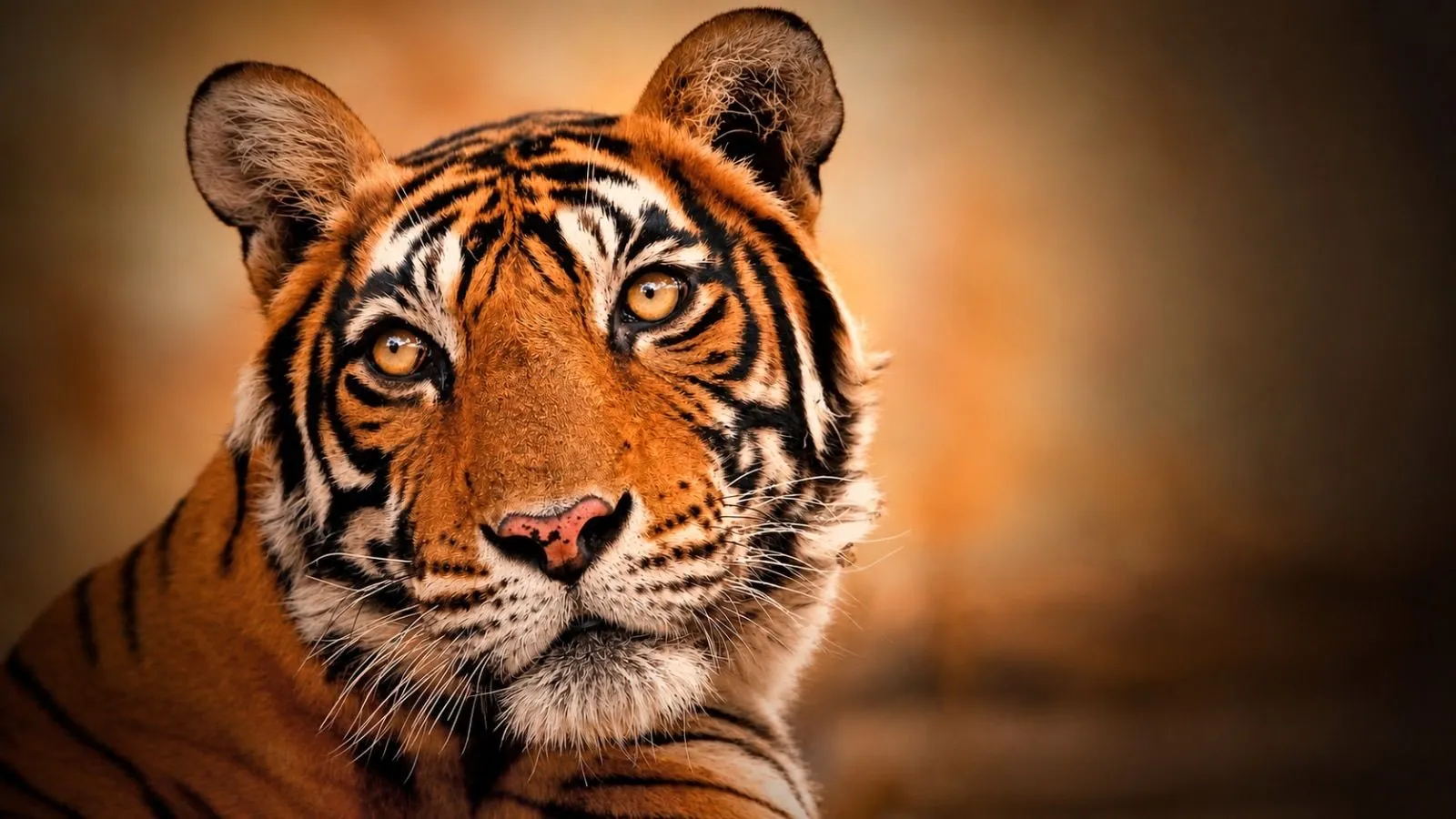 Tiger portrait